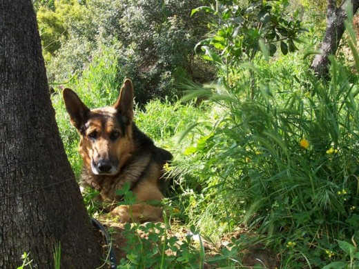 Mi Thor en la "selva montaraz".